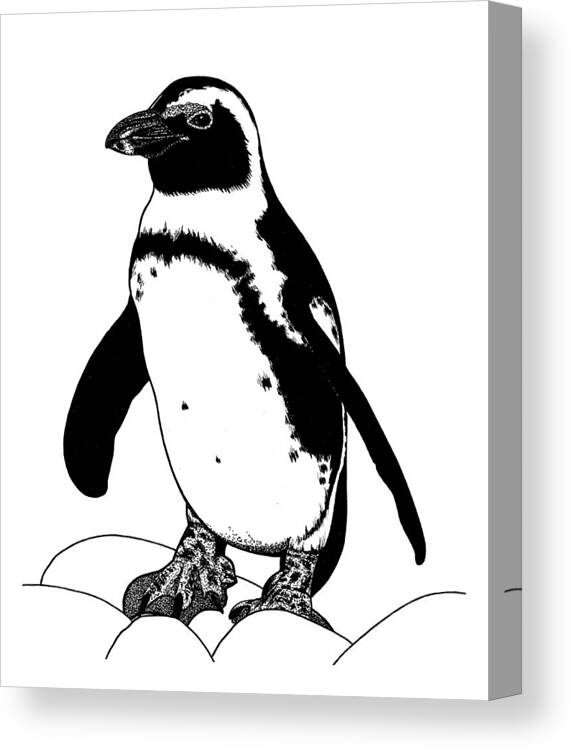 Penguin Canvas Print featuring the drawing African penguin ink illustration #1 by Loren Dowding