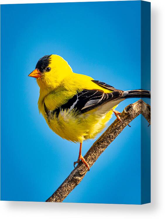 2020-05-30 Canvas Print featuring the photograph American Goldfinch #2 by Phil And Karen Rispin