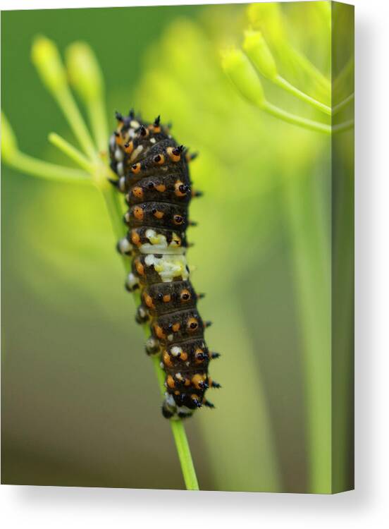 Black Swallowtail Caterpillar Canvas Print featuring the photograph Black swallowtail caterpillar #1 by Iris Richardson