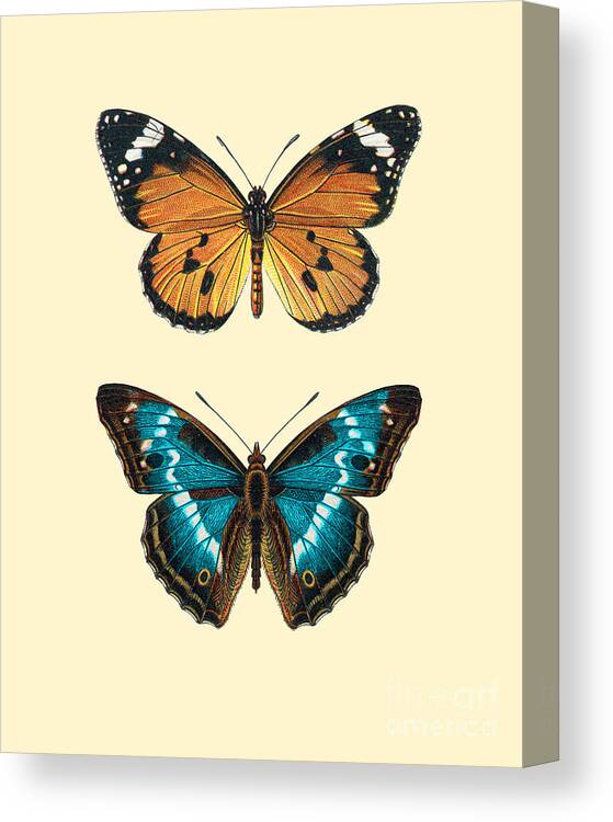Butterfly Canvas Print featuring the digital art Butterflies #1 by Madame Memento