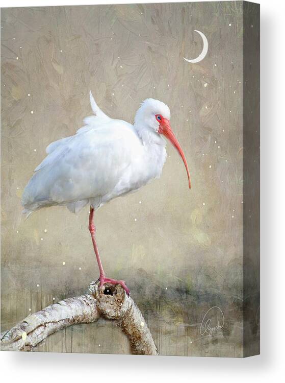 Ibis Canvas Print featuring the photograph Crescent Moon #1 by Karen Lynch