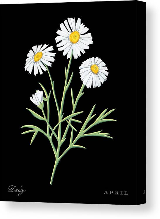Daisy Canvas Print featuring the painting Daisy April Birth Month Flower Botanical Print on Black - Art by Jen Montgomery by Jen Montgomery