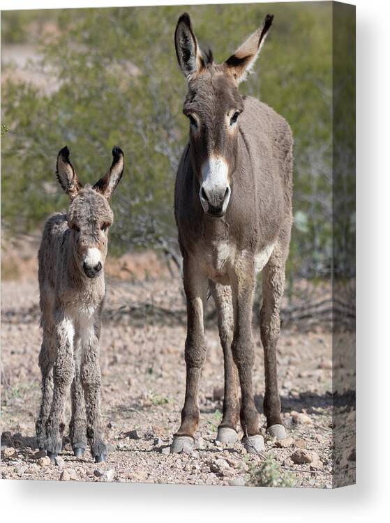 Wild Burros Canvas Print featuring the photograph Like Mom #1 by Mary Hone