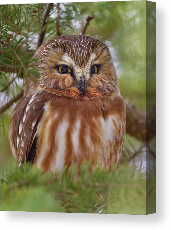 Northern Saw Whet Owl Canvas Print featuring the photograph Saw Whet #1 by Timothy McIntyre