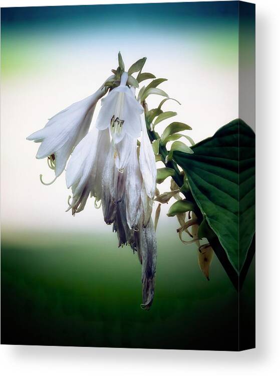 Blue Canvas Print featuring the photograph Hosta #2 by RicharD Murphy