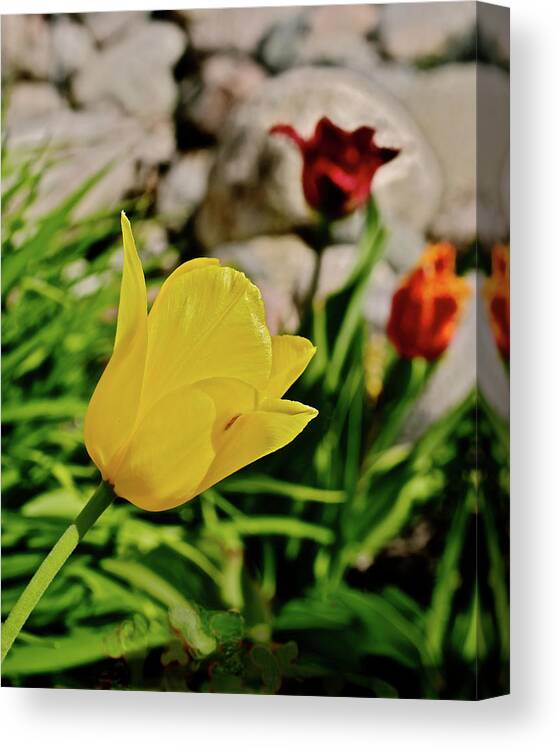 Tulips Canvas Print featuring the photograph 2020 Acewood Tulips By the Water 1 by Janis Senungetuk