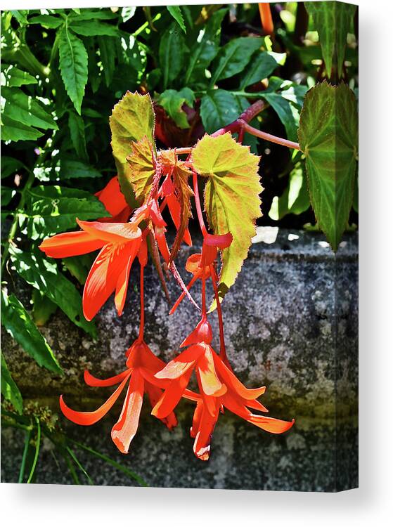 Begonia Canvas Print featuring the photograph 2020 Mid June Garden Welcome by Janis Senungetuk