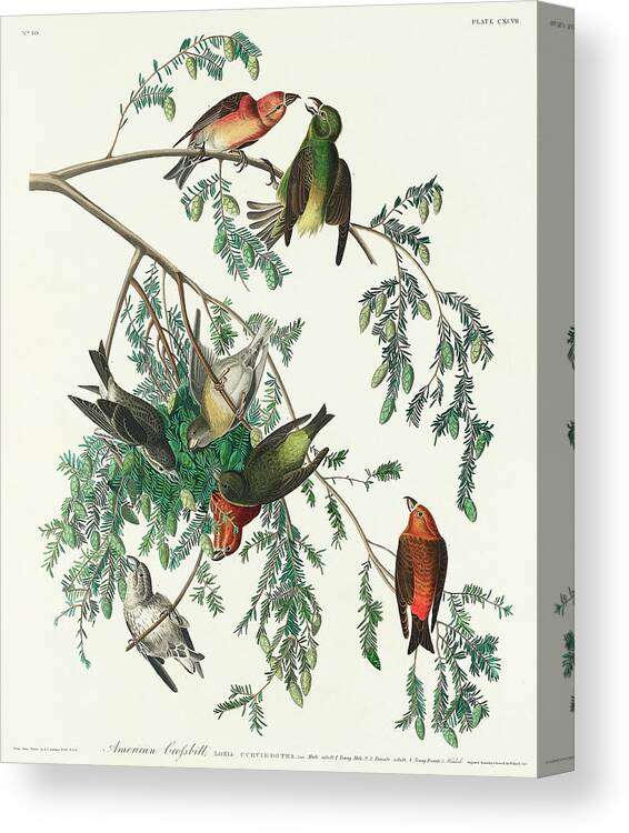Audubon Birds Canvas Print featuring the drawing American Crossbill #3 by John James Audubon