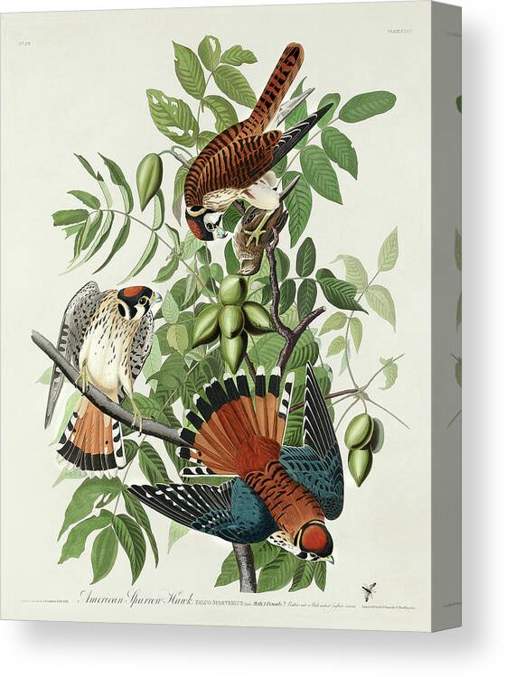 Audubon Birds Canvas Print featuring the drawing American Sparrow Hawk #3 by John James Audubon