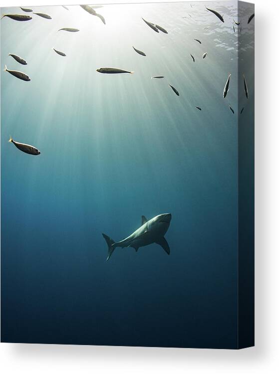 Belle Amie Canvas Print featuring the photograph Great White Shark #5 by Nicole Young