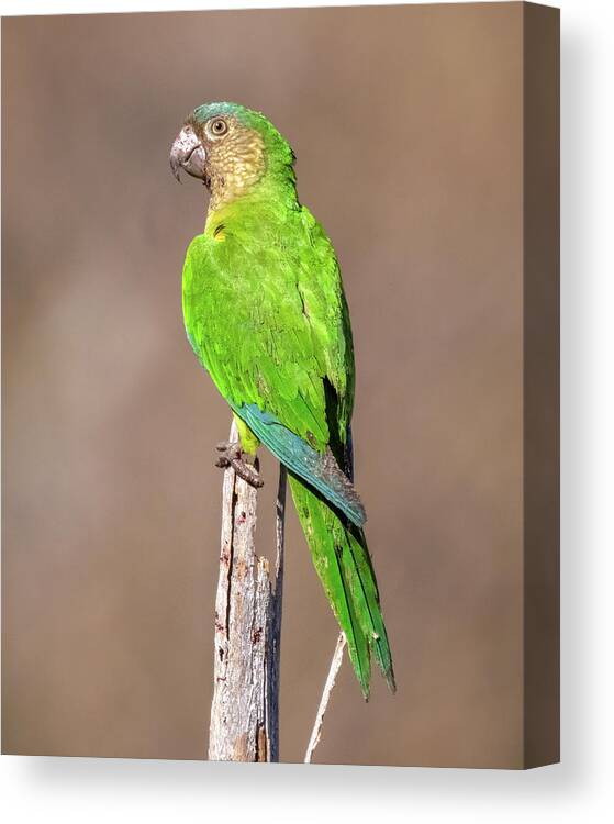 Colombia Canvas Print featuring the photograph Brown Throated Parakeet Taganga Magdalena Colombia #5 by Adam Rainoff