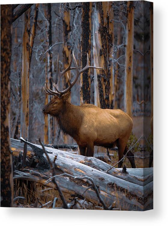 Yellowstone Canvas Print featuring the photograph Yellowstone National Park #7 by Brian Venghous