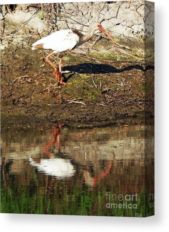 Lacassine Canvas Print featuring the photograph 81 White Ibis lacassine nwr by Lizi Beard-Ward