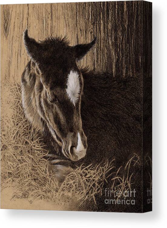 Colt Canvas Print featuring the drawing A New Hope by Jill Westbrook