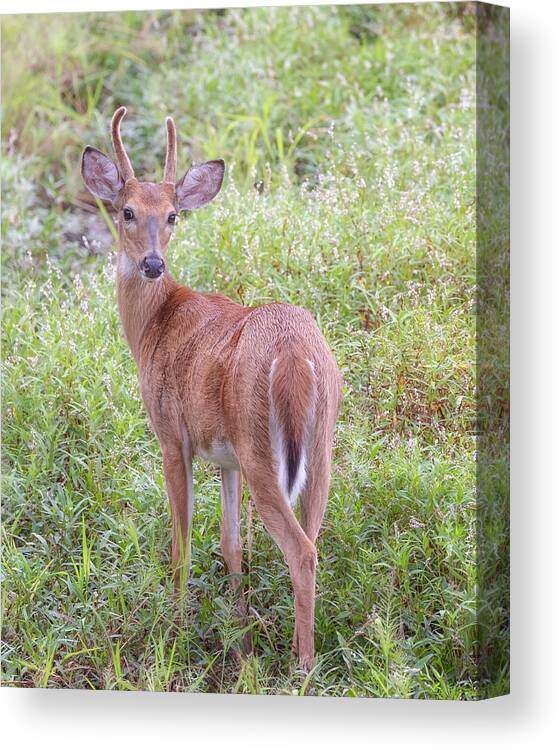 Whitetail Deer Canvas Print featuring the photograph A Spike Horn Buck in Velvet by Susan Rissi Tregoning