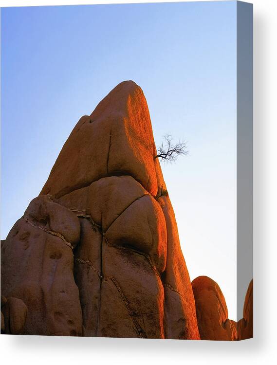 Rock Canvas Print featuring the photograph A Wild Hair by Paul Breitkreuz