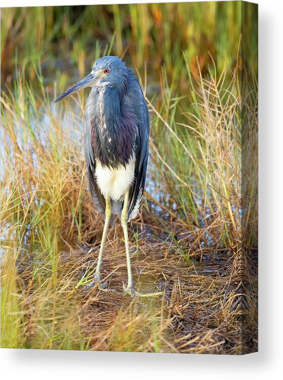 R5-2607 Canvas Print featuring the photograph A young blue heron by Gordon Elwell