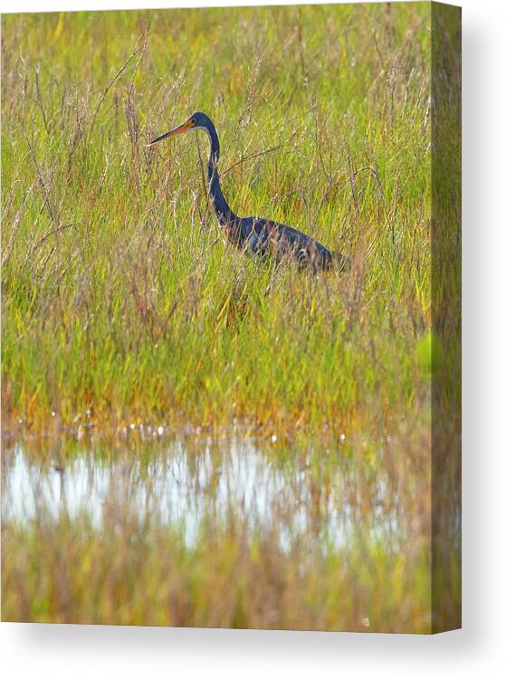 R5-2669 Canvas Print featuring the photograph A Youngster out in the Grasslands by Gordon Elwell