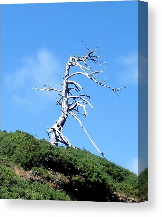Scenic Canvas Print featuring the photograph Alien Tree by AJ Schibig