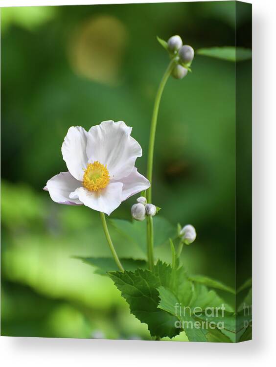 Flower Canvas Print featuring the photograph Anemone in White by Kerri Farley