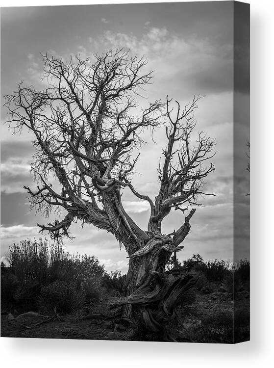 Black And White Canvas Print featuring the photograph Arches NP XXVI BW by David Gordon