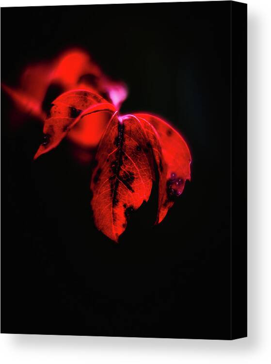 Autumn Canvas Print featuring the photograph Autumn Hues by Rich Kovach