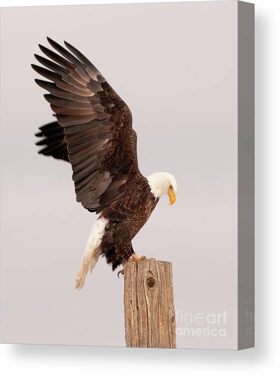 Bird Canvas Print featuring the photograph Bald Eagle by Dennis Hammer