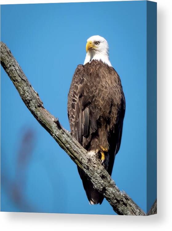 Birds Canvas Print featuring the photograph Bald Eagle by Lee Manns