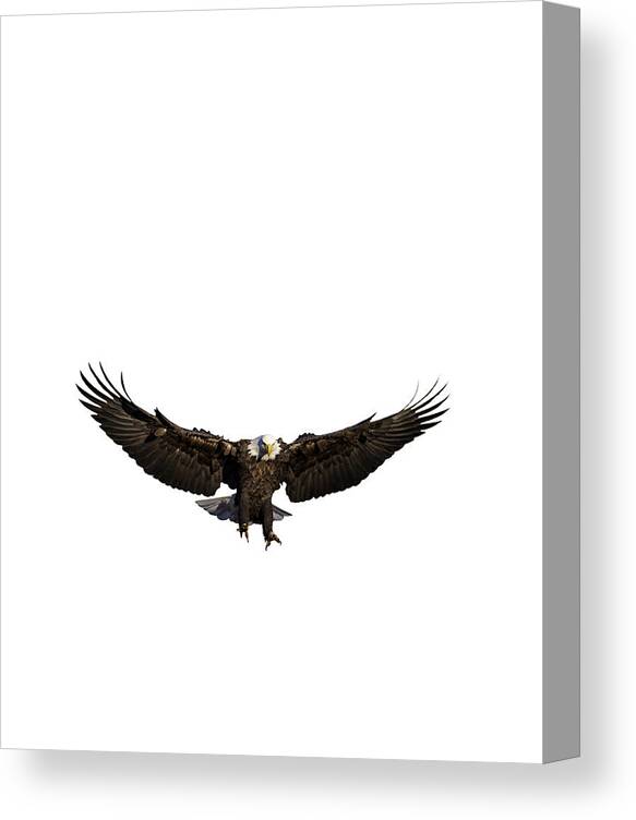 Raptor Canvas Print featuring the photograph Bald Eagle png by Jeff Phillippi