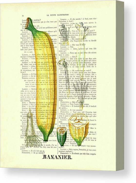 Banana Canvas Print featuring the digital art Banana chart on antique book page by Madame Memento