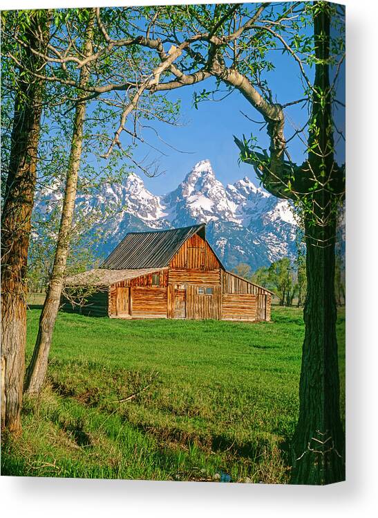 Historic Barn And Grand Teton National Park Wyoming Usa Canvas Print featuring the photograph Barn and Tetons by Mark Miller
