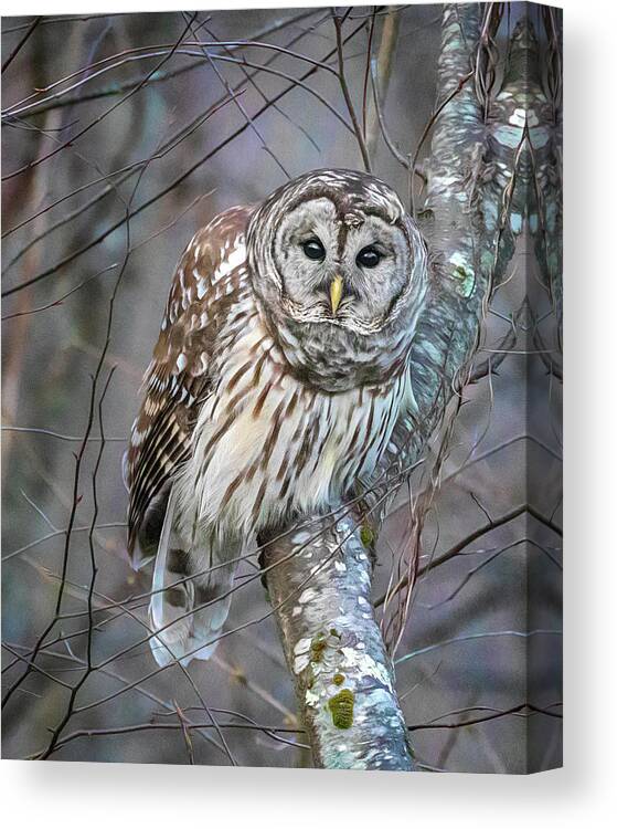 Barred Owl Canvas Print featuring the photograph Barred Owl in the Woods by Jaki Miller