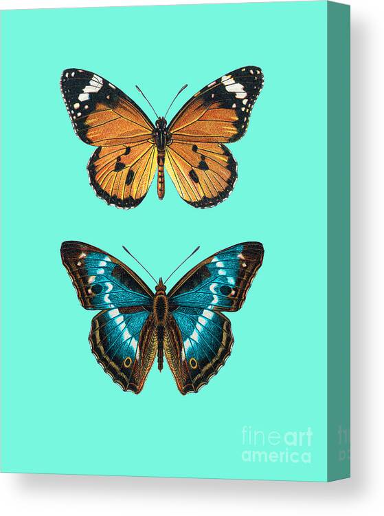 Butterfly Canvas Print featuring the drawing Beautiful Butterflies by Madame Memento