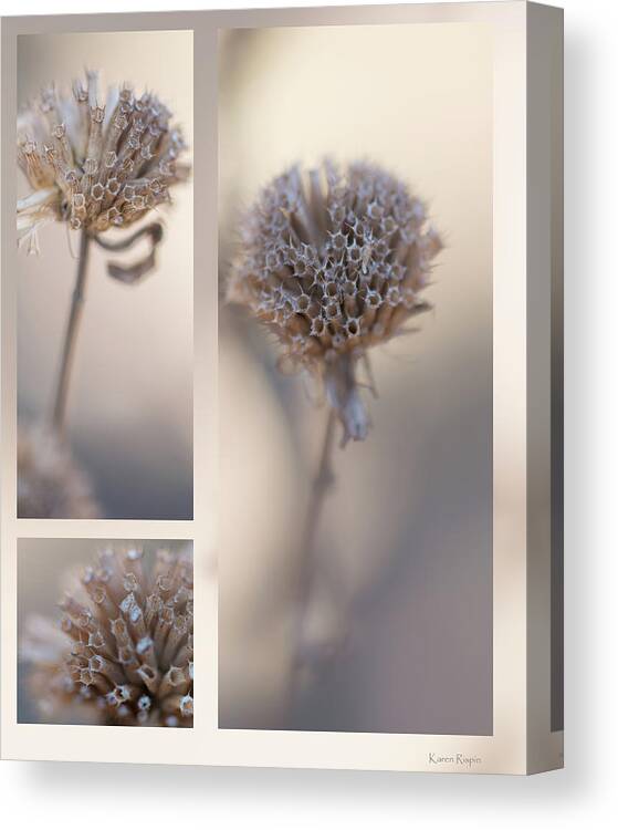Taupe Canvas Print featuring the photograph Bee Balm by Karen Rispin