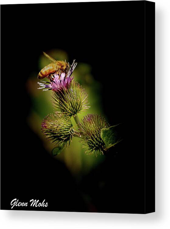 Bee Canvas Print featuring the photograph Bee on a Thistle by GLENN Mohs