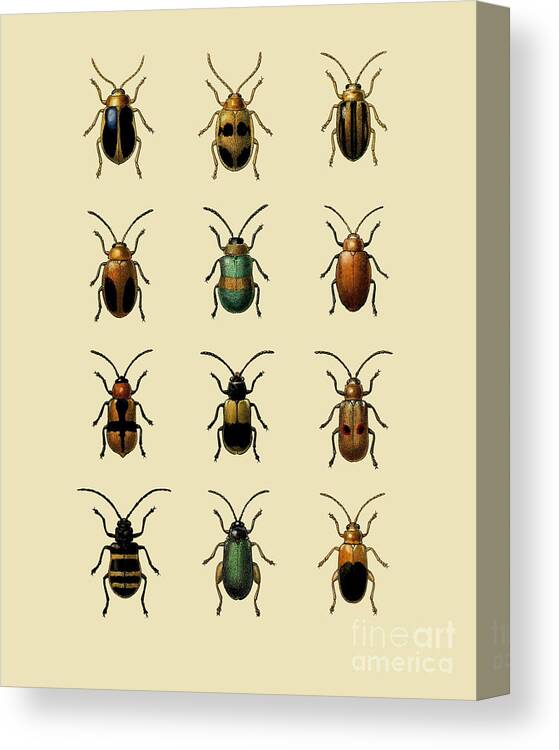Beetle Canvas Print featuring the digital art Beetle Chart by Madame Memento