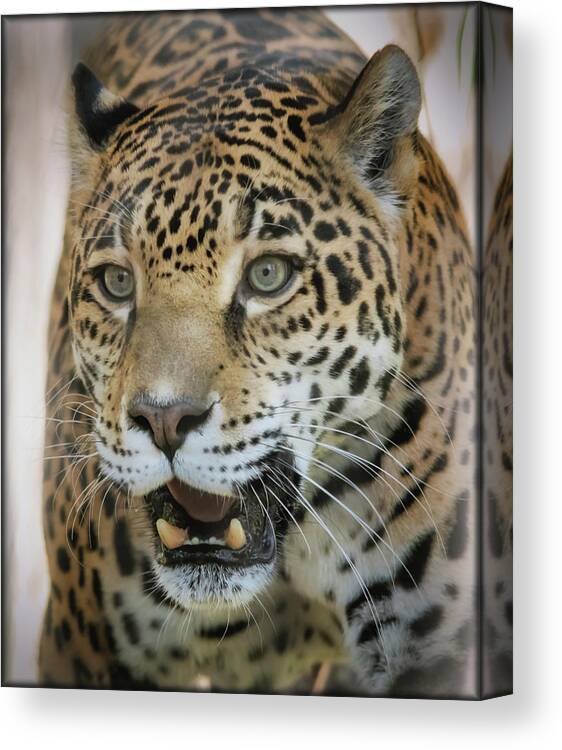 Jaguar Canvas Print featuring the photograph Bella Bird Watching by Elaine Malott