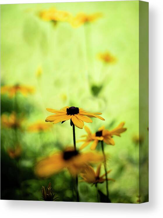North Carolina (nc) Canvas Print featuring the photograph Black-eyed Susans in Sun and Shade by Charles Floyd