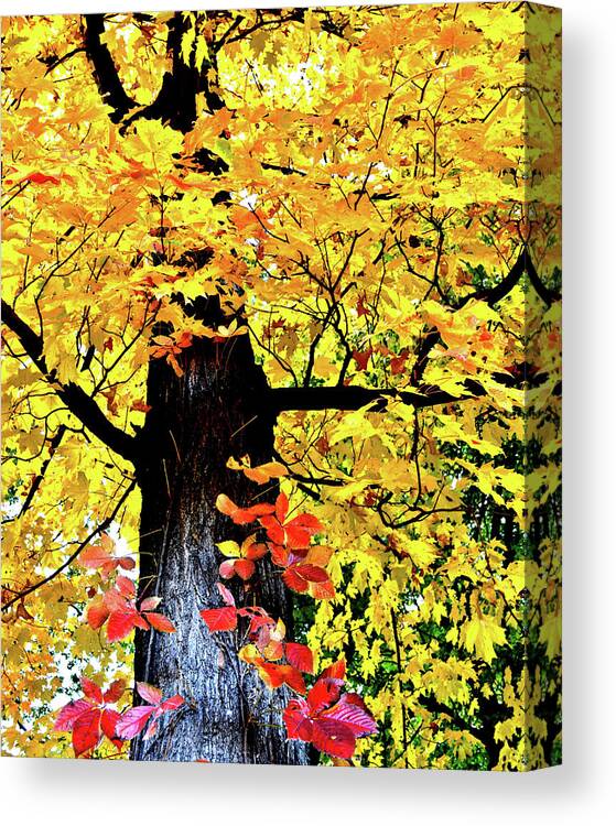 Fall Canvas Print featuring the photograph Blonde by Susie Loechler