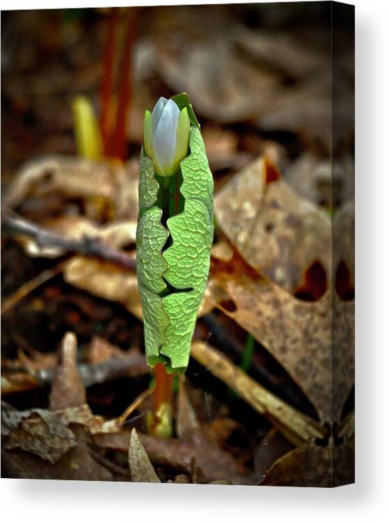 Bloodroot Canvas Print featuring the photograph Bloodroot Unfolding by Sarah Lilja