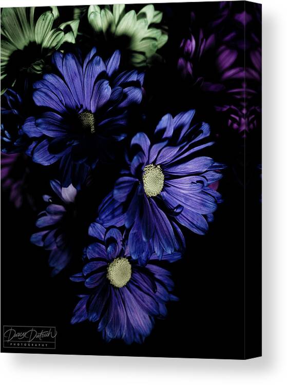 Blue Flowers Canvas Print featuring the photograph Blue Chrysanthemum by Darcy Dietrich