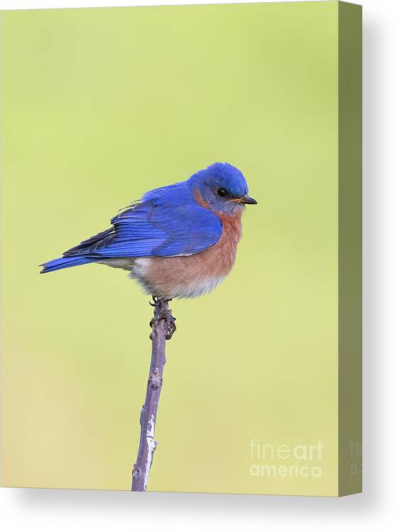 Animals Canvas Print featuring the photograph Perched Bluebird 1 by Chris Scroggins