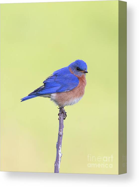 Animal Canvas Print featuring the photograph Perched Bluebird 2 by Chris Scroggins