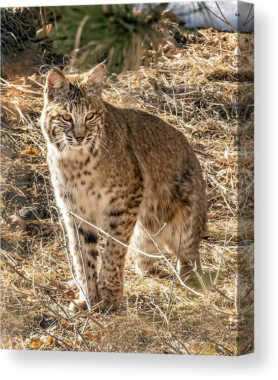 Bobcat Canvas Print featuring the photograph Bobcat in Winter Grasses by Dawn Key