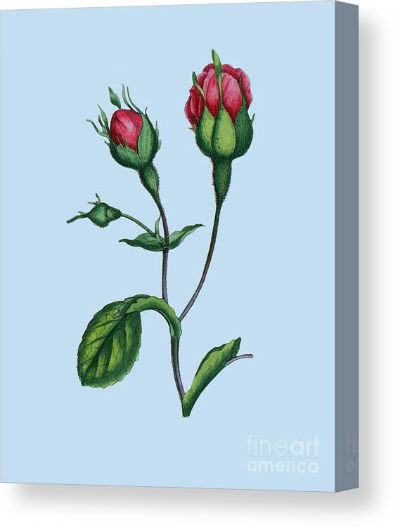 Rose Canvas Print featuring the digital art Botanical Roses Decor by Madame Memento