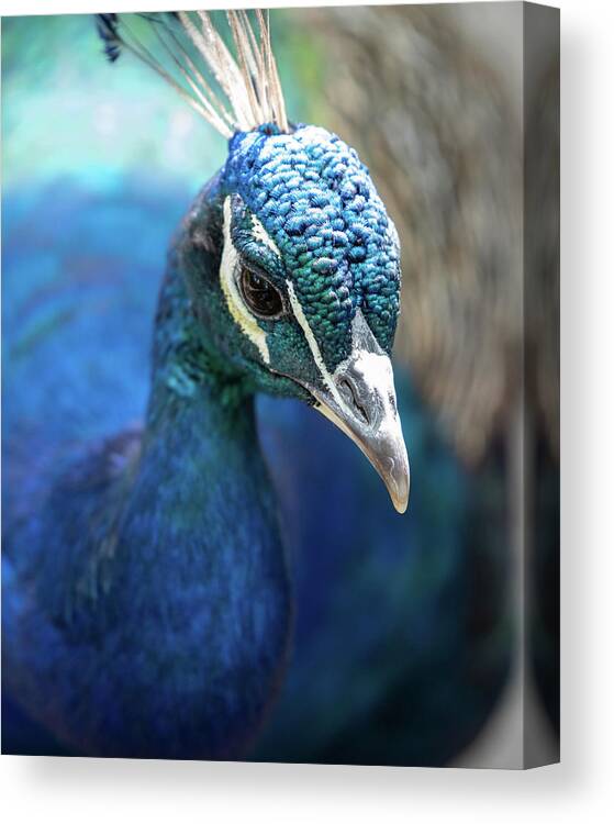 Bronx Zoo Canvas Print featuring the photograph Bronx Peacock by Kevin Suttlehan