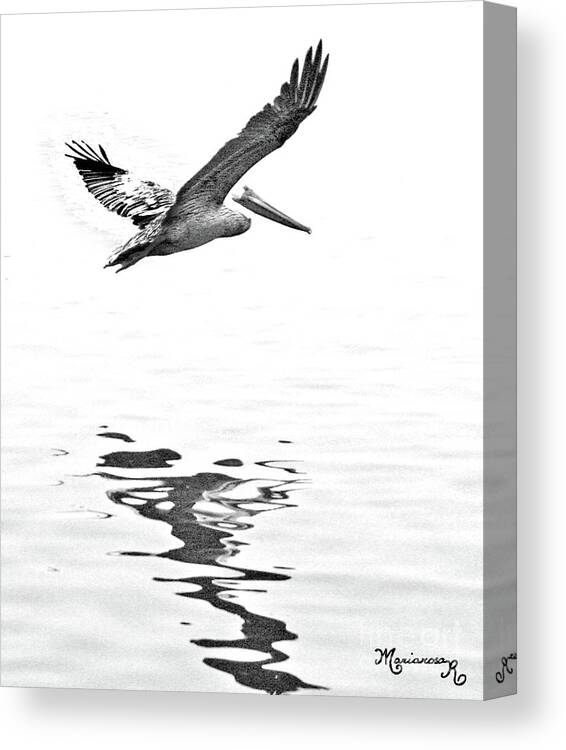 Nature Canvas Print featuring the photograph Brown Pelican with its Reflection by Mariarosa Rockefeller