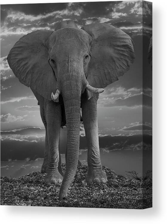 Elephant Canvas Print featuring the photograph Bull Elephant by Larry Linton