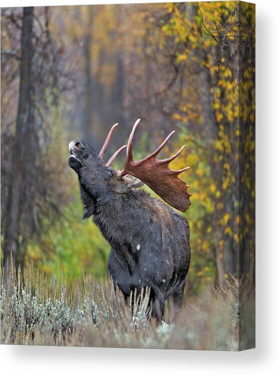 Autumn Canvas Print featuring the photograph Bull Moose in Rut by Gary Langley