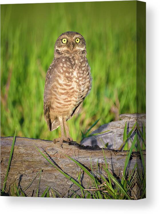 Colombia Canvas Print featuring the photograph Burrowing Owl La Macarena Meta Colombia by Adam Rainoff